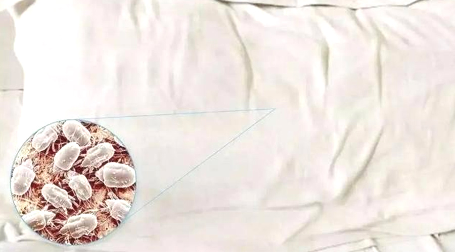 用戶關注：塵螨過敏者有必要使用滾筒衣服烘干機嗎